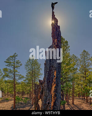 Burned Tree at Sunset Crater National Monument, Arizona, United States Stock Photo