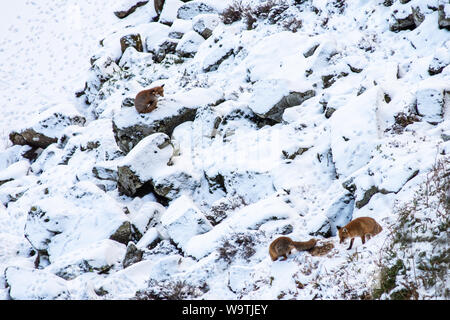 A family of foxes hunt on the rocky scree below Highshield Crags and beside the frozen lake of Crag Lough near Once Brewed in Northumberland. Stock Photo