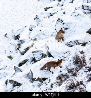 A family of foxes hunt on the rocky scree below Highshield Crags and beside the frozen lake of Crag Lough near Once Brewed in Northumberland. Stock Photo