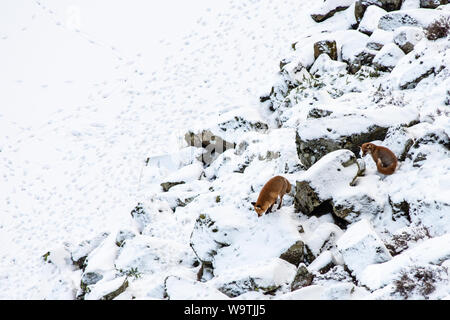 A family of foxes hunt on the rocky scree below Highshield Crags and beside the frozen lake of Crag Lough near Once Brewed in Northumberland. Stock Photo