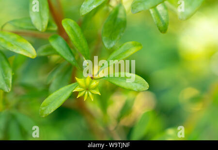 anisetree or anise-tree green spice and leaves close-up. Herbs and spices Stock Photo