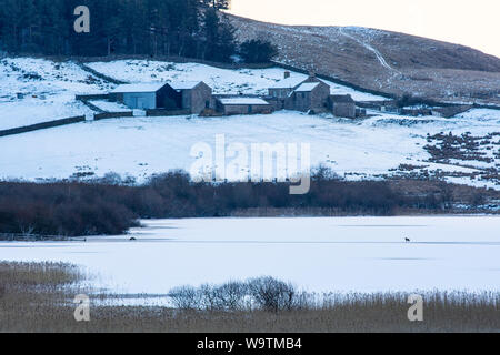 A pair of foxes hunt on the ice of a frozen lake, Crag Lough, under the snow-covered hills of Northumberland National Park during a cold-spell in Brit Stock Photo