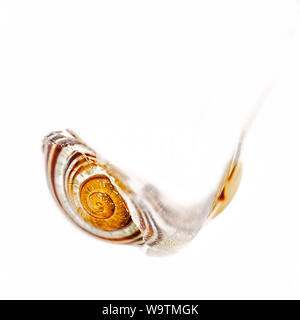 snail shell frozen in ice on white background Stock Photo
