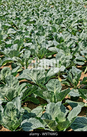 Brassica crop. Stock Photo