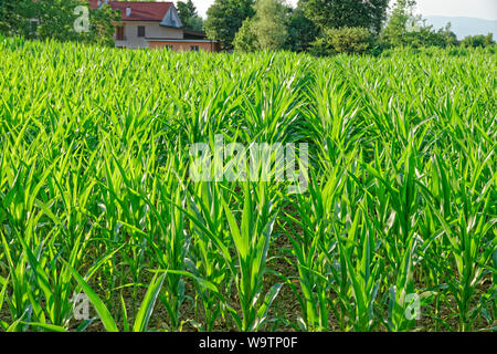 Early stage Maize or Corn crop. Stock Photo