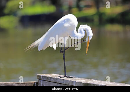 Great egret (ardea alba) scratching it's neck while stood on a wooden barrier Stock Photo