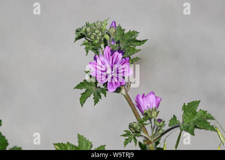 purple or mauve common mallow flower Latin malva sylvestris said to have nourishing properties as a food plant as a salad or cooked vegetable Stock Photo