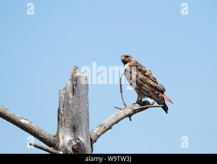 Red tailed Hawk Perched on top of Dead Tree Stock Photo