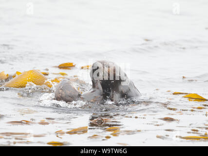 Two Sea Otters Playing Stock Photo