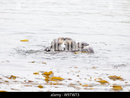 Two Sea Otters Playing Stock Photo