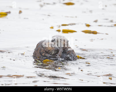 Two Sea Otters Playing Stock Photo