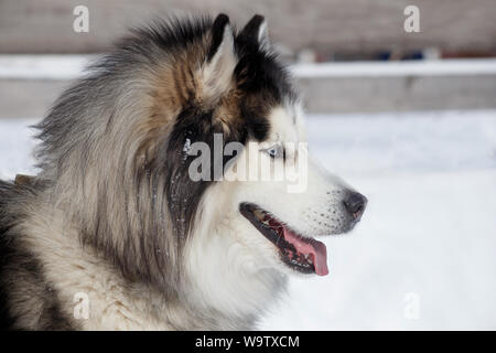 Portrait of siberian husky on a white snow. Pet animals. Purebred dog. Stock Photo