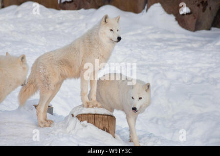 Three wild alaskan tundra wolves are standing on a white snow. Canis lupus arctos. Polar wolf or white wolf. Animals in wildlife. Stock Photo