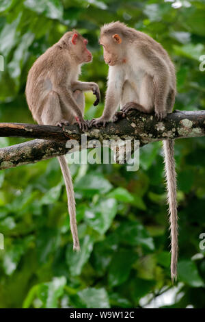 two Bonnet Macaques, Macaca radiata, rest on branch after fighting with troop members, Thattekad Bird Sanctuary, Kerala, Western Ghats, India Stock Photo