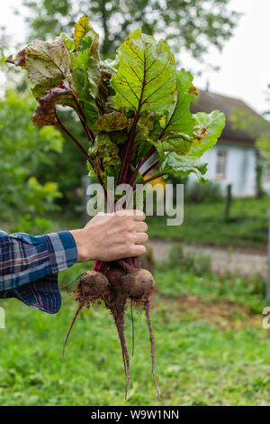 Farmer hands with a fresh organic bunch of beet, young raw vegetables from a garden bed Stock Photo