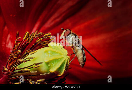 Hoverfly on poppy flower Stock Photo