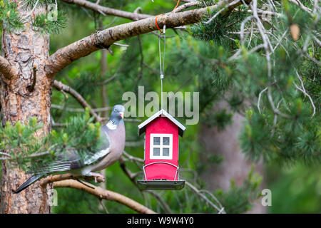 Wood pigeon sitting on tree branch next to bird feeder Stock Photo