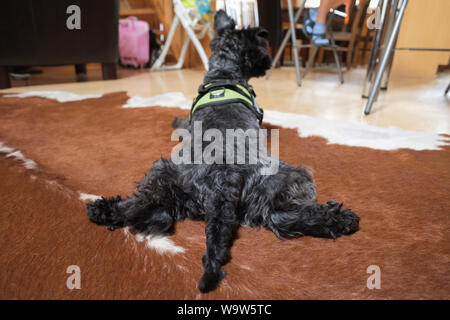 Black schnauzer dog resting on the floor. Stock Photo