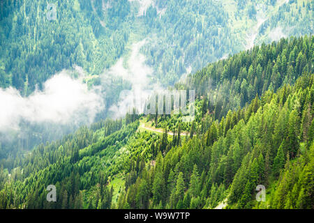 Fir Tree Forest In Mountains. Austria, Alps Stock Photo