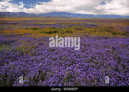 A palette of wildflowers carpet the Temblor Range during the spring Super Bloom in California’s Carrizo Plain National Monument. Stock Photo