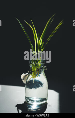 care for philodendron hope Philodendron Hope Selloum | Care Guide and Pro Tips - Delivery from Toronto  across Canada main image 0