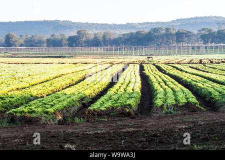 Commercial vegetable gardening with clearly defined rows of green veggie or vegetable crops growing in rich soil in lovely sunlight under blue skies Stock Photo