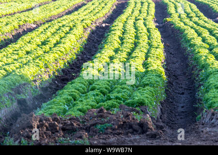 Commercial vegetable gardening with clearly defined rows of green veggie or vegetable crops growing in rich soil in lovely sunlight under blue skies Stock Photo