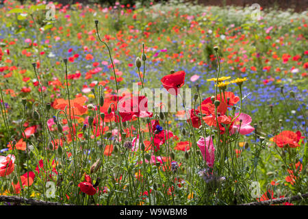 Flowers in the walled Garden at the Vyne, 16th-century country house and estate, near Basingstoke, Hampshire, England Stock Photo