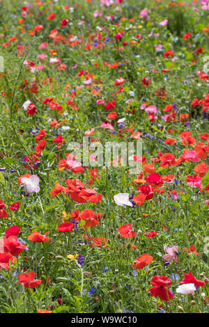 Flowers in the walled Garden at the Vyne, 16th-century country house and estate, near Basingstoke, Hampshire, England Stock Photo