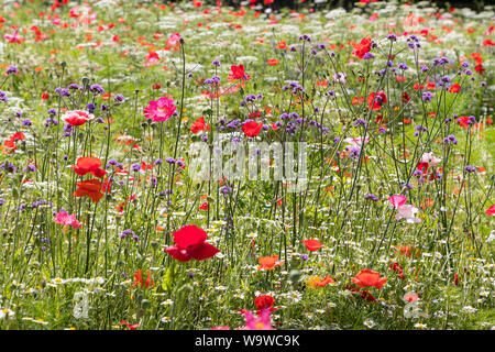 Flowers in the walled Garden at the Vyne, 16th-century country house and estate, near Basingstoke, Hampshire, England Stock Photo