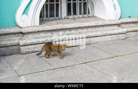 One of the Hermitage cats, a grey tabby, who live at the Hermitage museum in St. Petersburg Russia walks along the facade of the Winter Palace Stock Photo