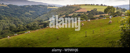 Sheep grazing in Brecon Beacons National Park, Carmarthenshire, Wales Stock Photo