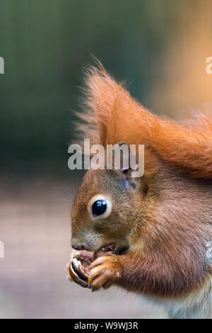 Close up portrait of a Red squirrel holding a nut in its hands and nibbling on it. Stock Photo
