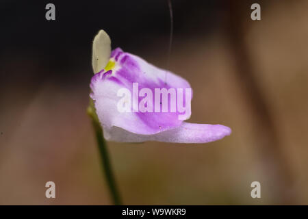 Pink flower of a Utricularia (carnivorous plant) Stock Photo