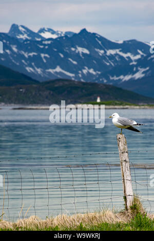 Seagull perched on fence post in foreground with sea loch and high snowcapped mountains in the background at Sommaroy near Tromso in northern Norway Stock Photo