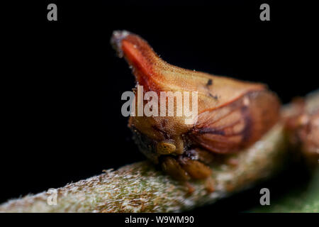 Weird looking insect, plant hopper found in a tropical garden Stock Photo