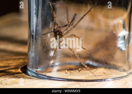 Glasgow, UK. 15 August 2019.  Its that time of year again, after a particularly hot and wet summer, providing ideal conditions for these massive spiders to grow even bigger than normal, the UK is set for a mass invasion of Giant House Spiders. Watch where you step!  Colin Fisher/CDFIMAGES.COM Credit: Colin Fisher/Alamy Live News Stock Photo