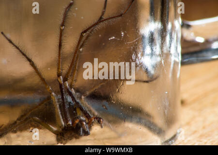 Glasgow, UK. 15 August 2019.  Its that time of year again, after a particularly hot and wet summer, providing ideal conditions for these massive spiders to grow even bigger than normal, the UK is set for a mass invasion of Giant House Spiders. Watch where you step!  Colin Fisher/CDFIMAGES.COM Credit: Colin Fisher/Alamy Live News Stock Photo