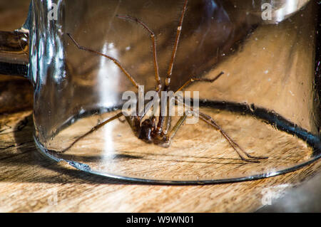Glasgow, UK. 15 August 2019.  Its that time of year again, after a particularly hot and wet summer, providing ideal conditions for these massive spiders to grow even bigger than normal, the UK is set for a mass invasion of Giant House Spiders. Watch where you step!  Colin Fisher/CDFIMAGES.COM Credit: Colin Fisher/Alamy Live News