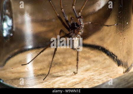 Glasgow, UK. 15 August 2019.  Its that time of year again, after a particularly hot and wet summer, providing ideal conditions for these massive spiders to grow even bigger than normal, the UK is set for a mass invasion of Giant House Spiders. Watch where you step!  Colin Fisher/CDFIMAGES.COM Credit: Colin Fisher/Alamy Live News Stock Photo