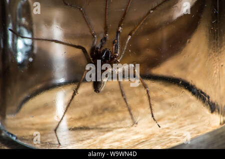 Glasgow, UK. 15 August 2019.  Its that time of year again, after a particularly hot and wet summer, providing ideal conditions for these massive spiders to grow even bigger than normal, the UK is set for a mass invasion of Giant House Spiders. Watch where you step!  Colin Fisher/CDFIMAGES.COM Credit: Colin Fisher/Alamy Live News