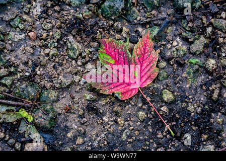 Single red fallen leaf on dark ground Stock Photo