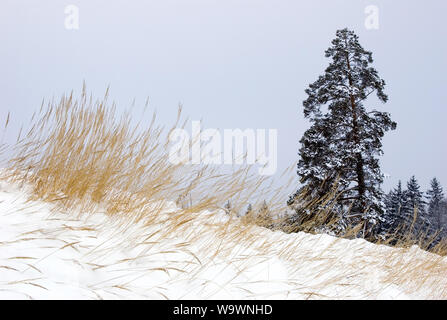 Pine tree on snow covered ground in winter Stock Photo