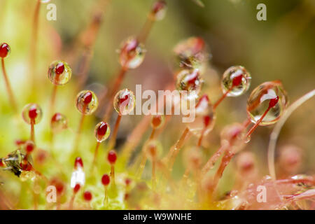 Extreme close-up showing in details the glue sticky traps of a carnivorous plant (sundew, Drosera) Stock Photo