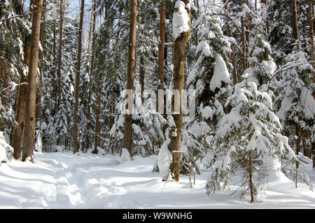 Coniferous forest covered with snow in winter Stock Photo