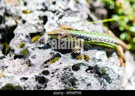 Caucasian lizard or Darevskia caucasica on stone close up Stock Photo