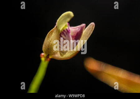 Pink flower of a Utricularia (carnivorous plant) Stock Photo