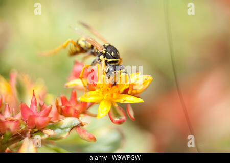 European paper wasp (Polistes dominula) Stock Photo