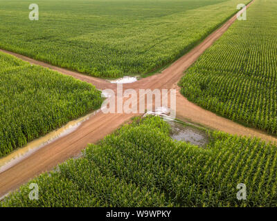 Aerial view of Cornfield and dirt roads in clear summer day. Agriculture, harvest and farm concept. Genetically modified and transgenic corn. Stock Photo