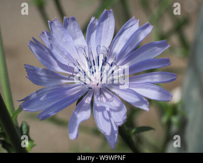 Common Chicory or Cichorium intybus flower blossoms commonly called blue sailors, chicory, coffee weed, or succory is a herbaceous plant. Close up. Stock Photo